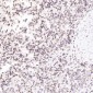 Anti-beta Tubulin Rabbit Monoclonal Antibody